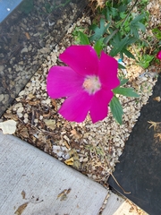 Magnoliopsida