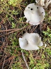 Helvella macropus