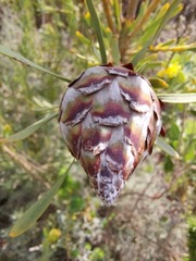 Leucadendron rubrum