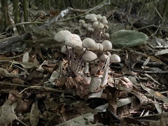 Panaeolus papilionaceus