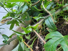 Magnoliopsida