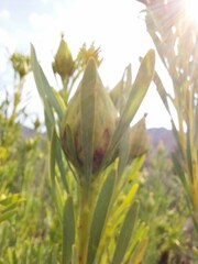 Leucadendron rubrum