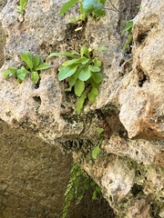 Primula pauciflora zionensis