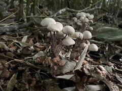 Panaeolus papilionaceus
