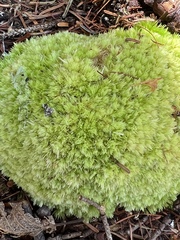 Leucobryum glaucum