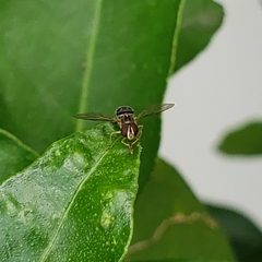 Syrphinae