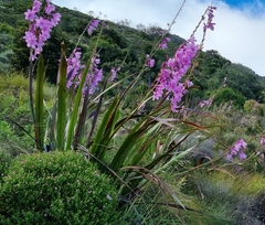 Watsonia marginata