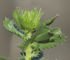 Grindelia buphthalmoides