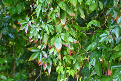 Parthenocissus inserta