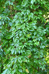 Parthenocissus inserta