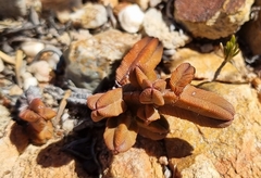 Crassula pyramidalis