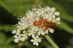 Cantharis cryptica