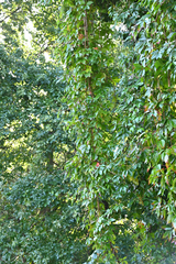 Parthenocissus inserta