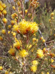 Leucadendron rubrum