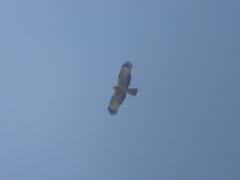 Pernis ptilorhynchus