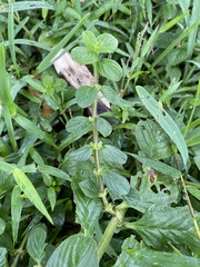 Spermacoce latifolia