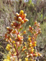 Leucadendron rubrum