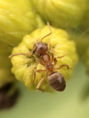 Lasius