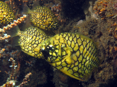 Cleidopus gloriamaris