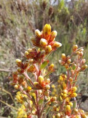 Leucadendron rubrum