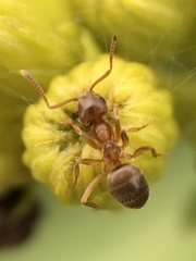 Lasius