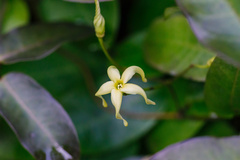 Cryptolepis sinensis
