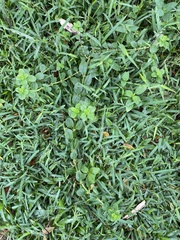 Spermacoce latifolia