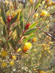 Leucadendron rubrum