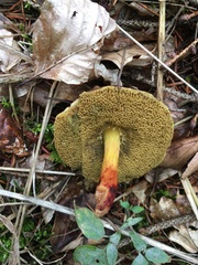 Xerocomellus dryophilus