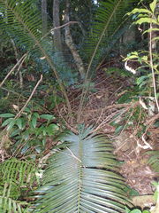 Lepidozamia peroffskyana
