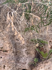 Brickellia longifolia