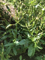 Erechtites hieraciifolius