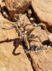 Crassula muscosa