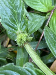 Spermacoce latifolia