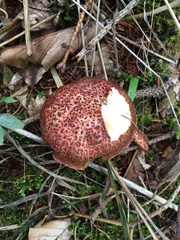 Xerocomellus dryophilus