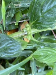 Spermacoce latifolia