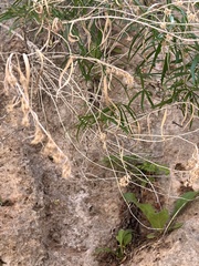 Brickellia longifolia