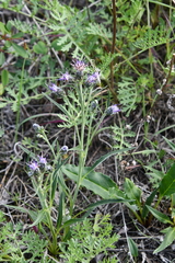 Saussurea tilesii putoranica