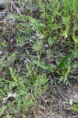 Saussurea tilesii putoranica