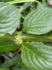 Spermacoce latifolia