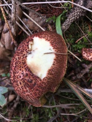 Xerocomellus dryophilus