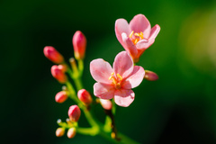 Jatropha integerrima