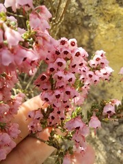 Erica umbelliflora
