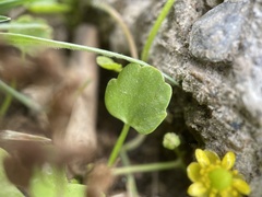 Ranunculus glaberrimus