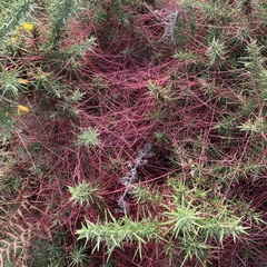 Cuscuta epithymum