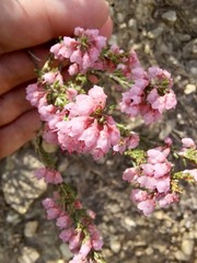 Erica umbelliflora