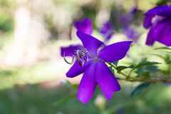 Pleroma semidecandrum