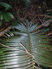 Lepidozamia peroffskyana