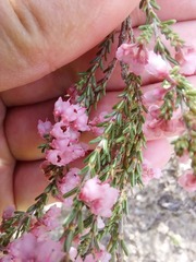 Erica umbelliflora
