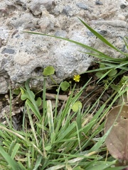 Ranunculus glaberrimus